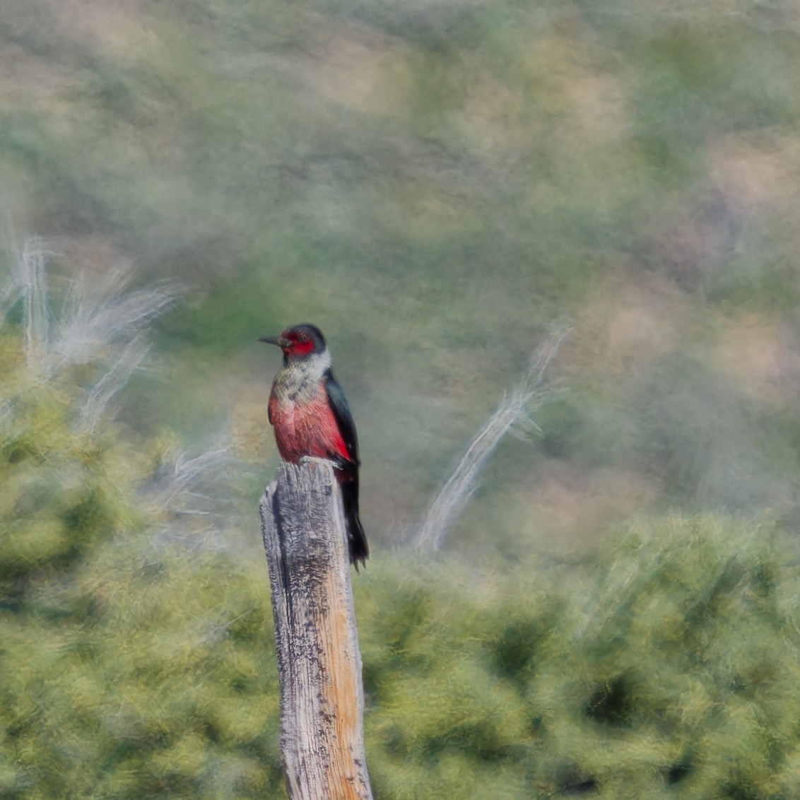 Lewis's Woodpecker - ML620620813