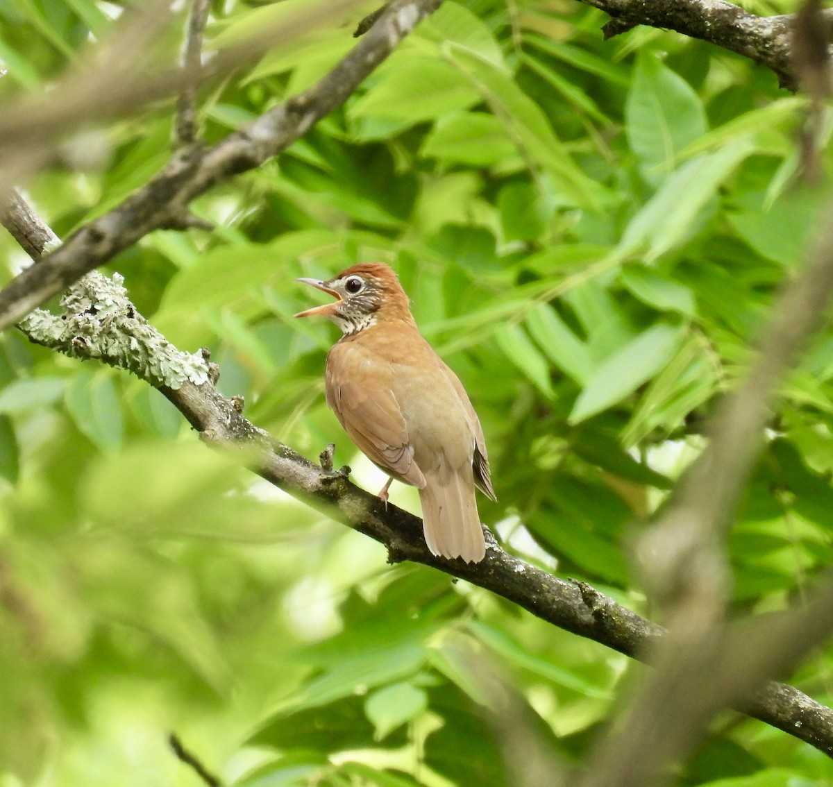 Wood Thrush - ML620620814