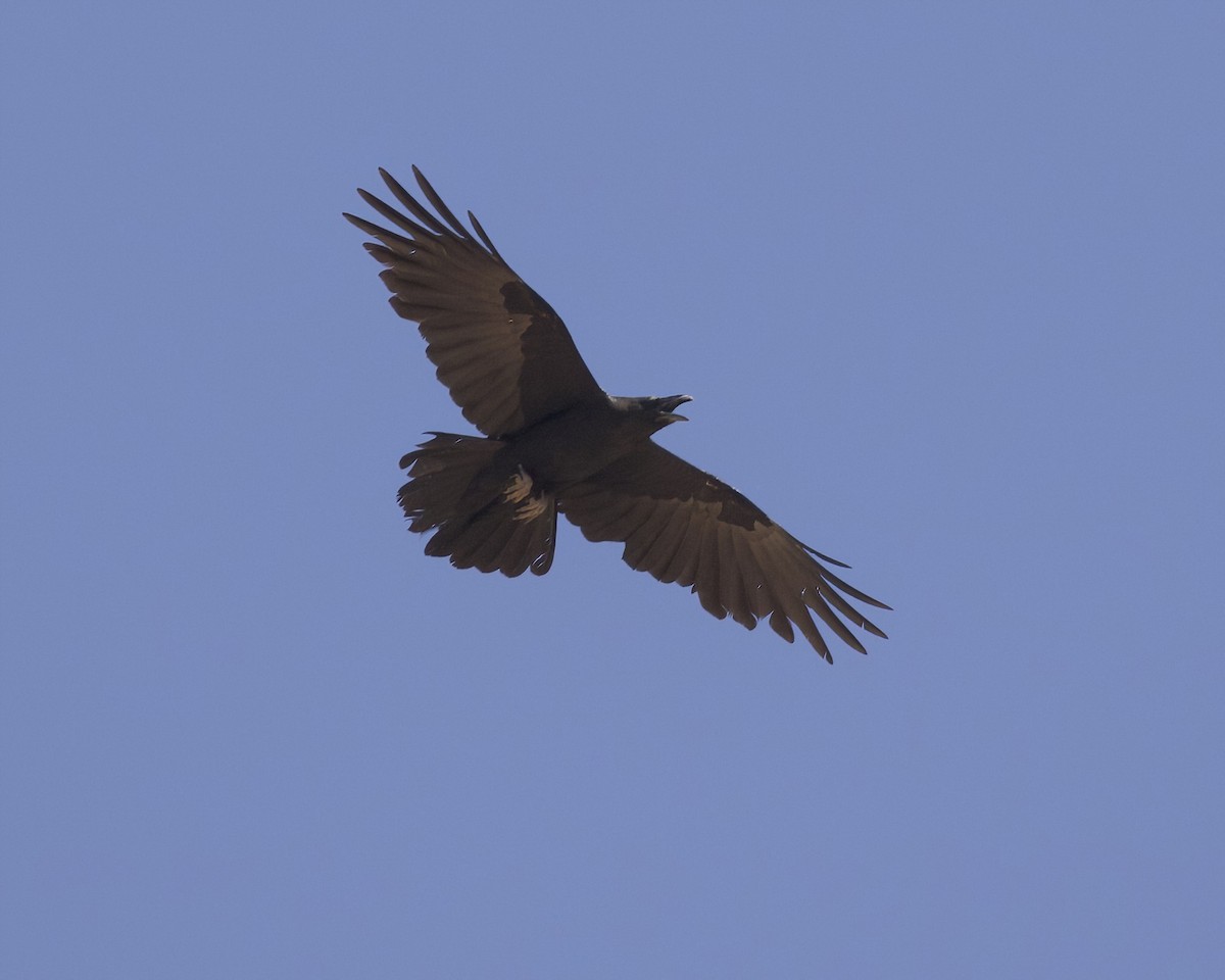 Chihuahuan Raven - ML620620816