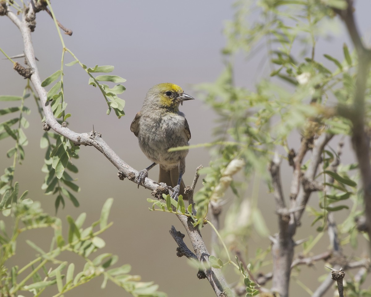 Pájaro Moscón Baloncito - ML620620818