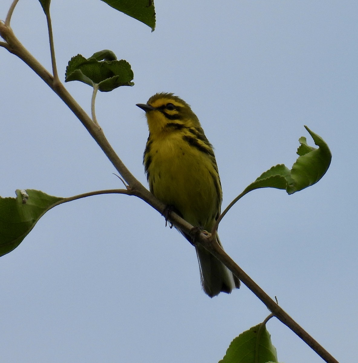 Prairie Warbler - ML620620820