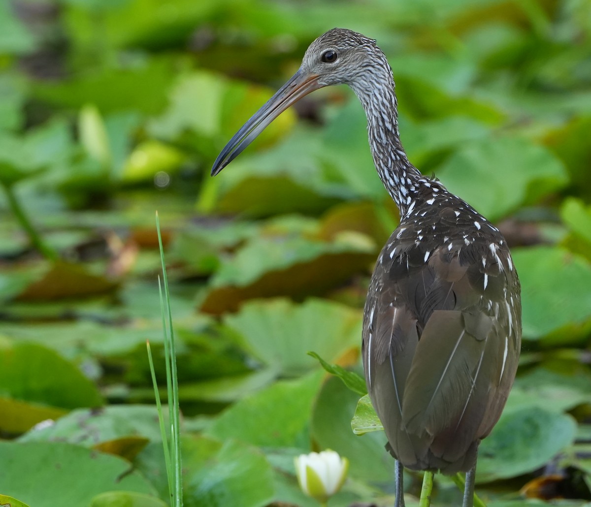 Limpkin - ML620620824