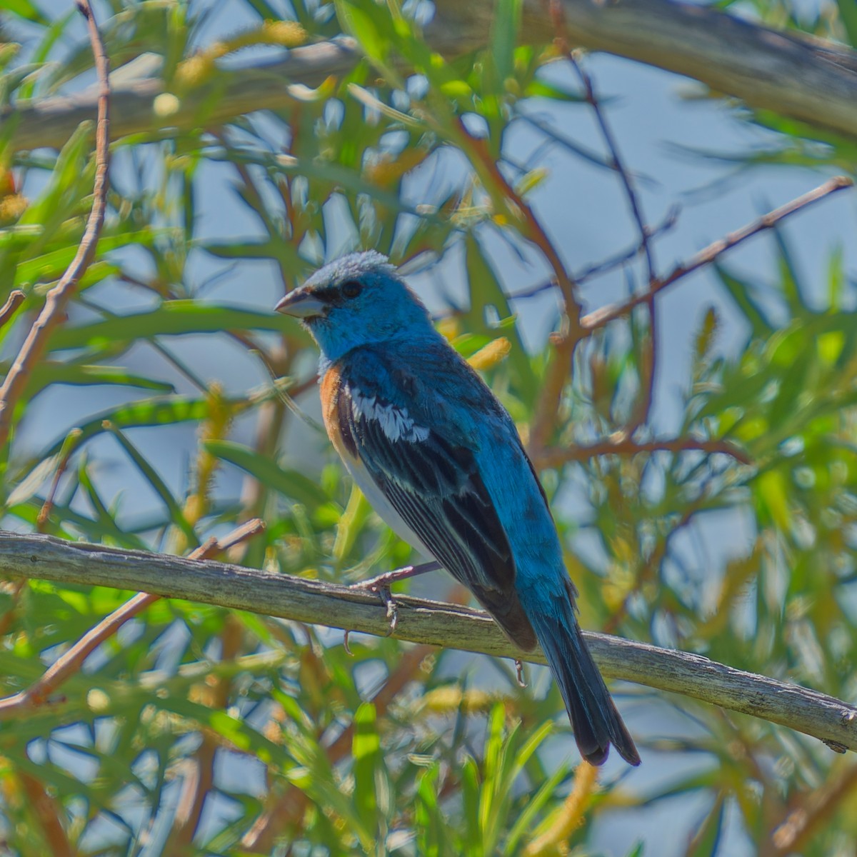 Lazuli Bunting - ML620620828