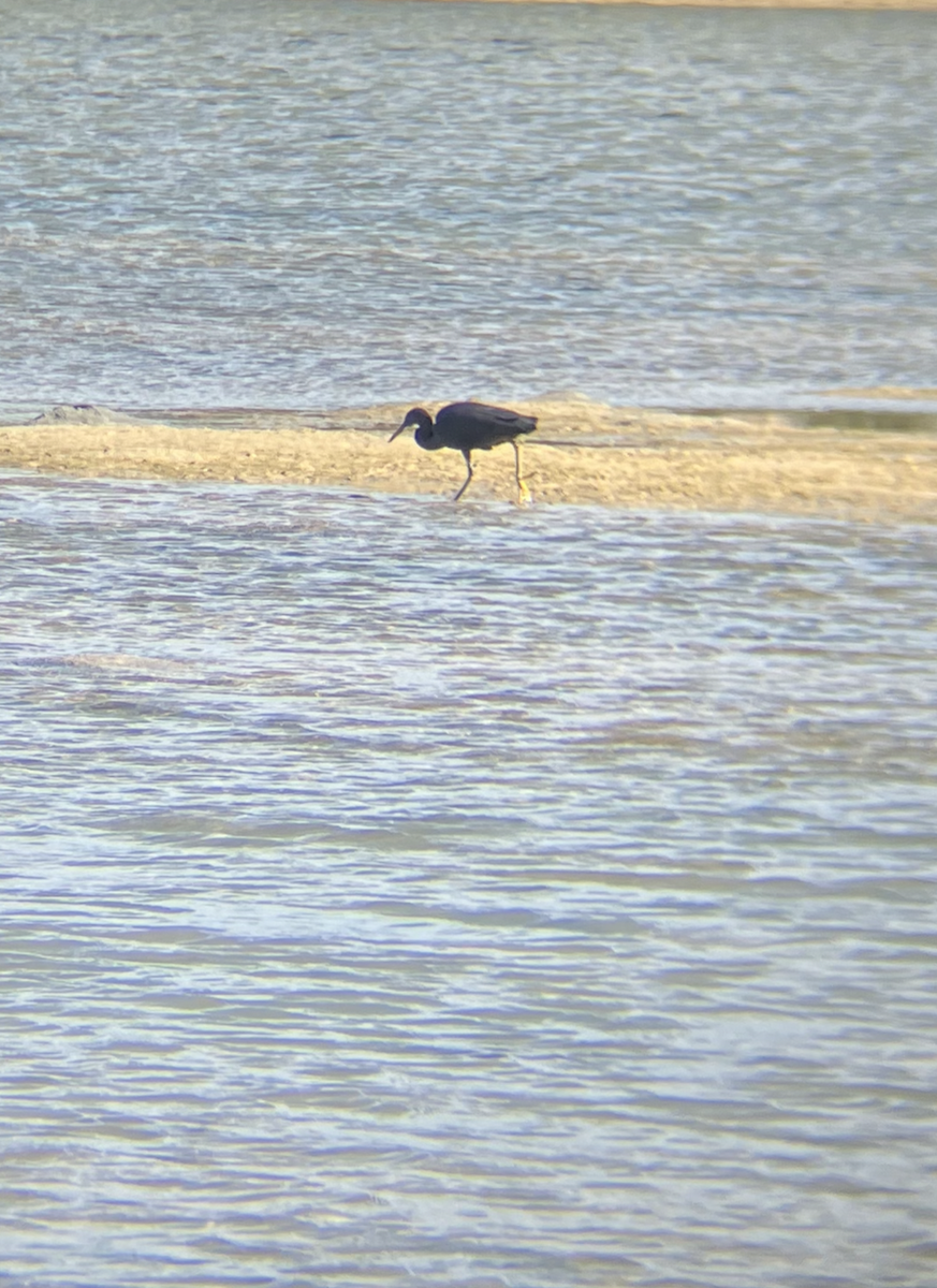 Pacific Reef-Heron - ML620620829