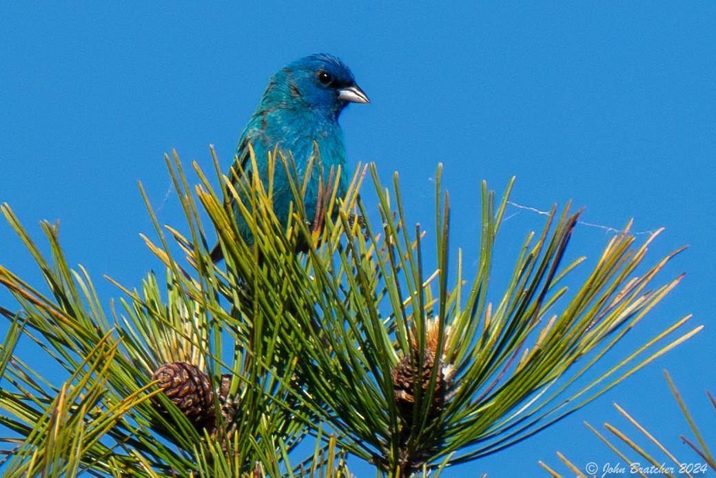 Indigo Bunting - ML620620832