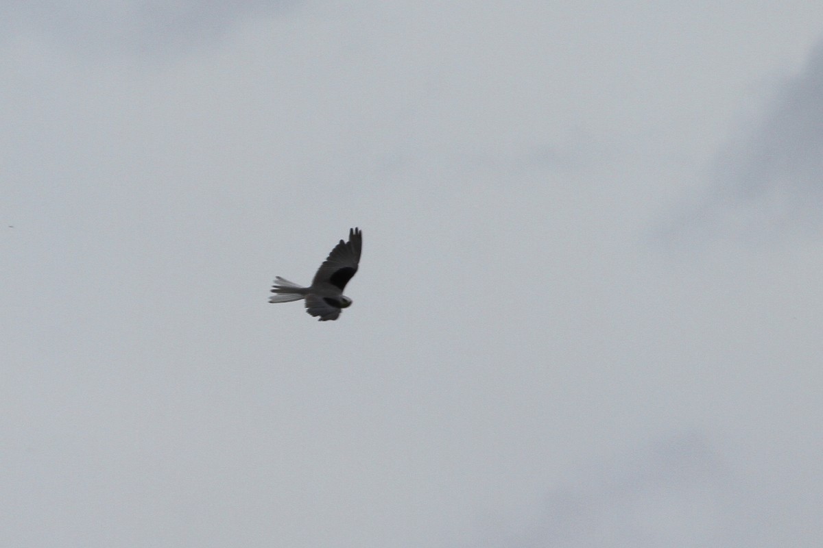 White-tailed Kite - ML620620833