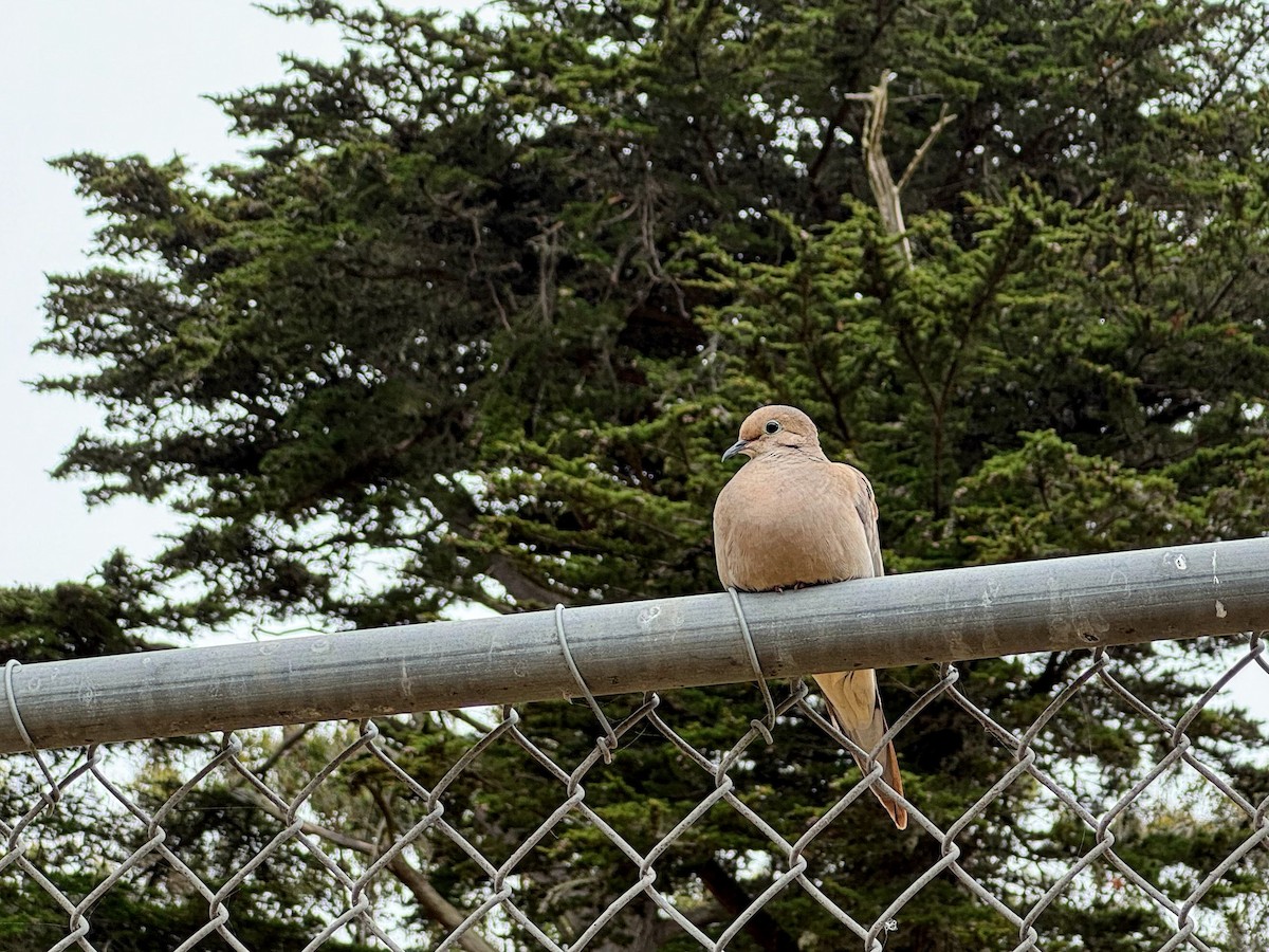 Mourning Dove - ML620620840