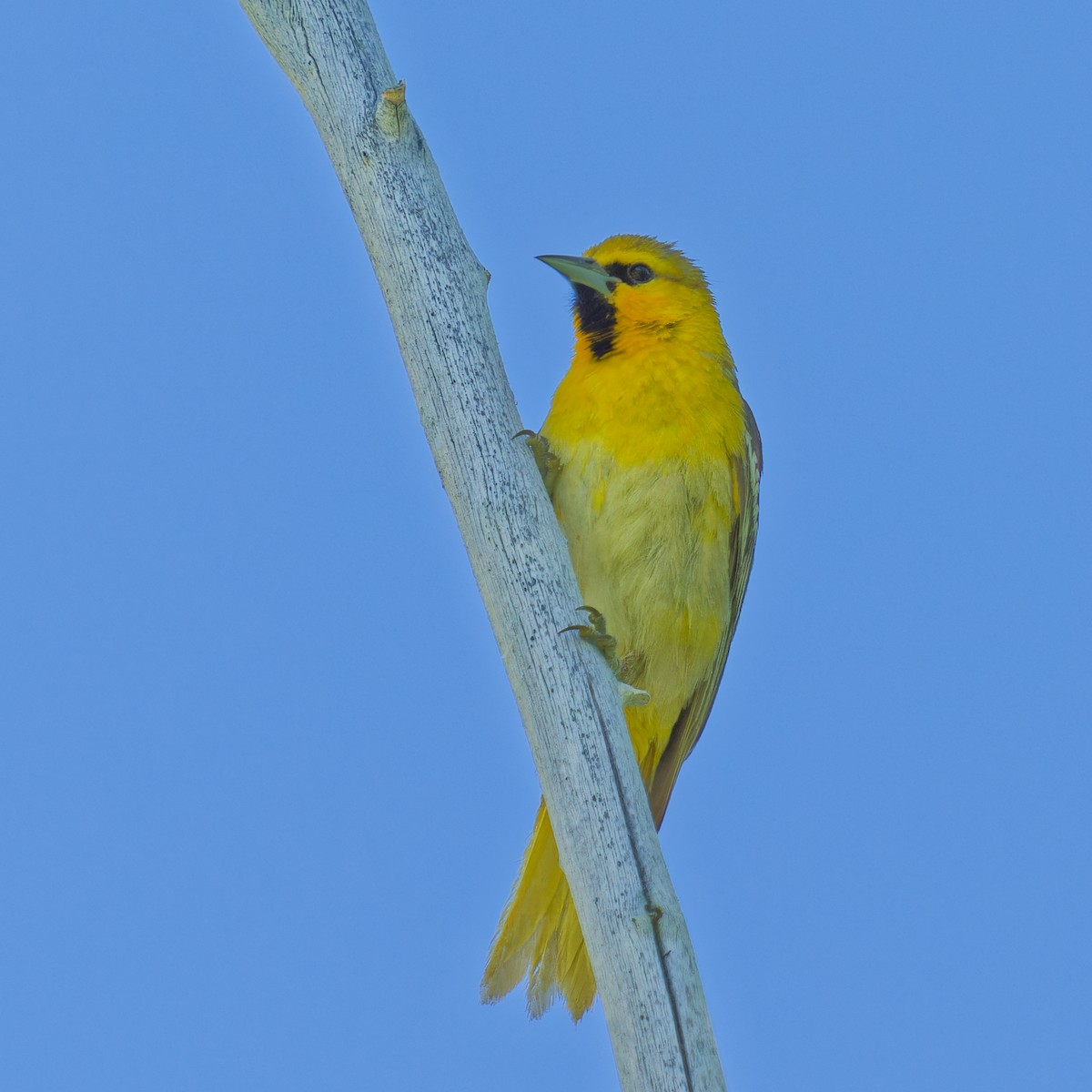 Bullock's Oriole - ML620620844