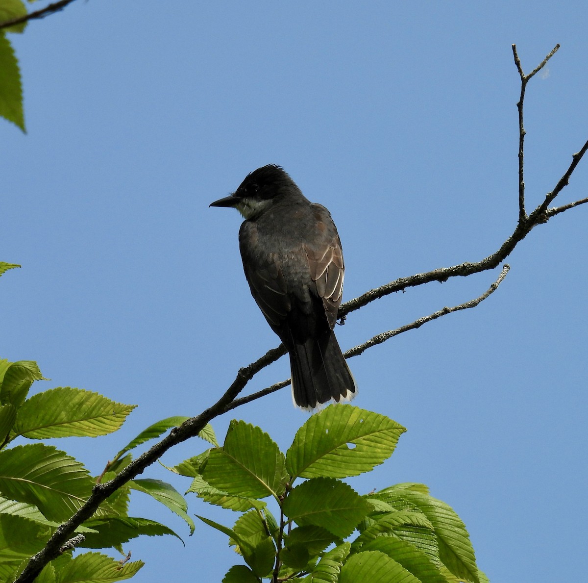 Eastern Kingbird - ML620620845