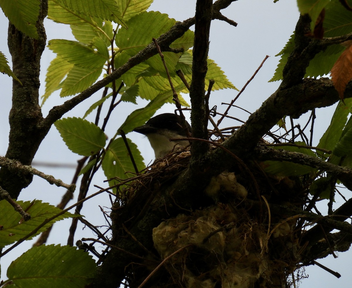 Eastern Kingbird - ML620620846