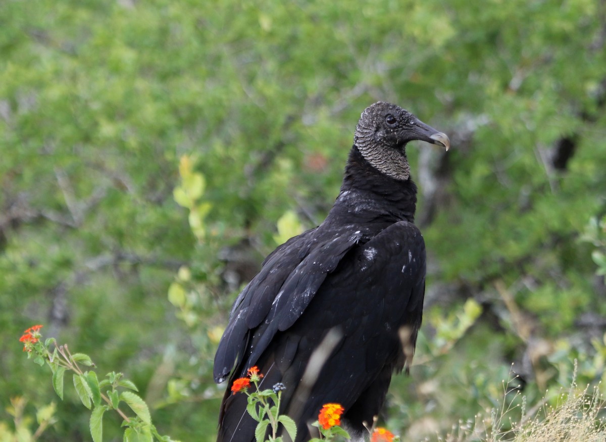 Black Vulture - ML620620848