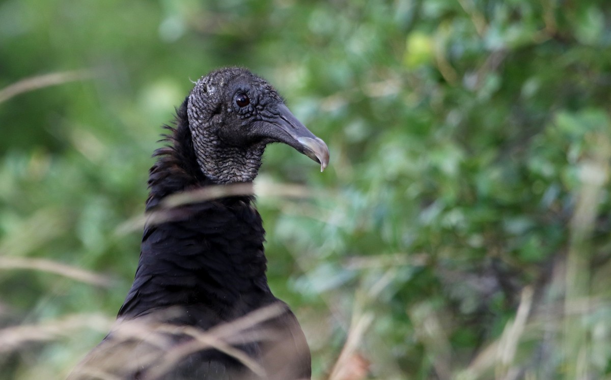 Black Vulture - ML620620849