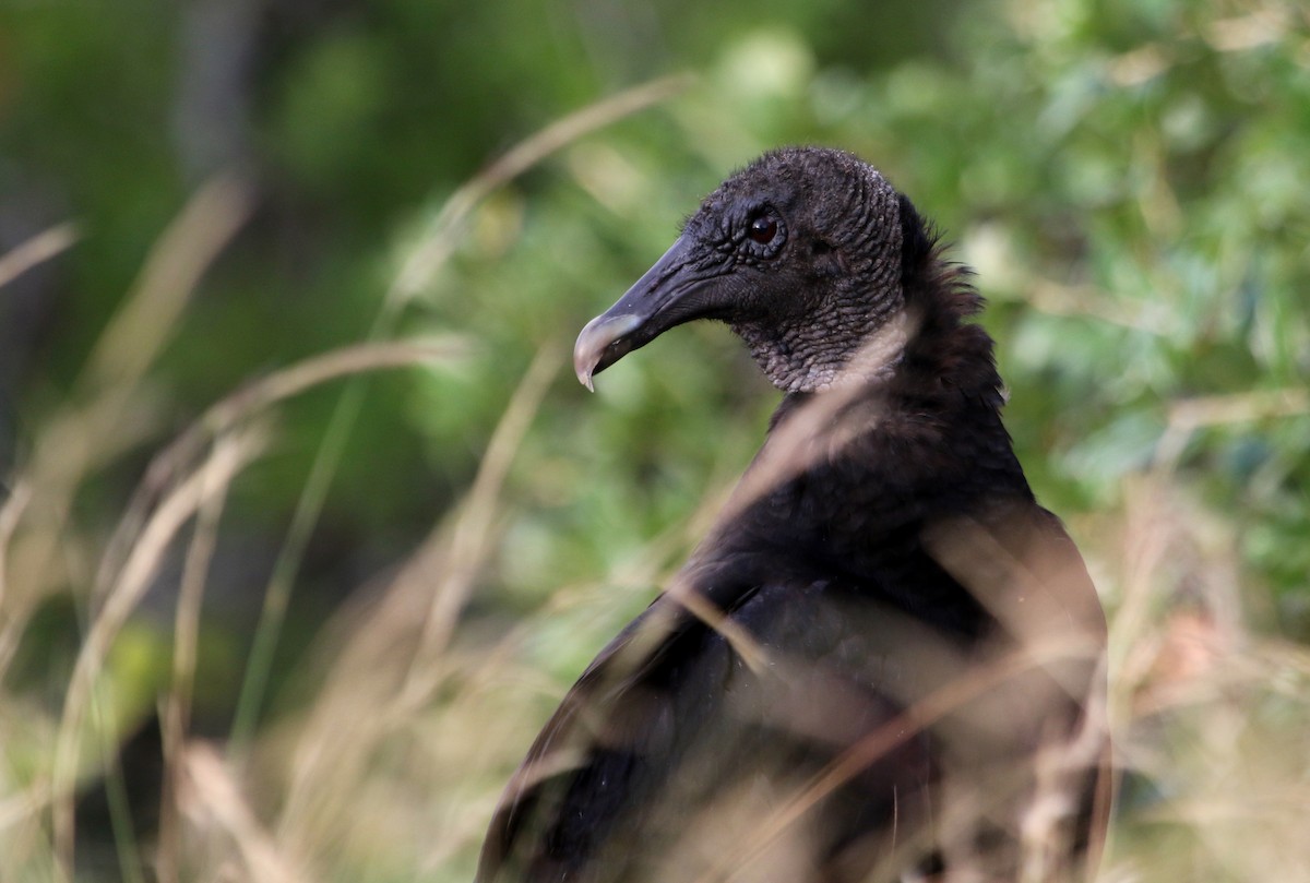 Black Vulture - ML620620852