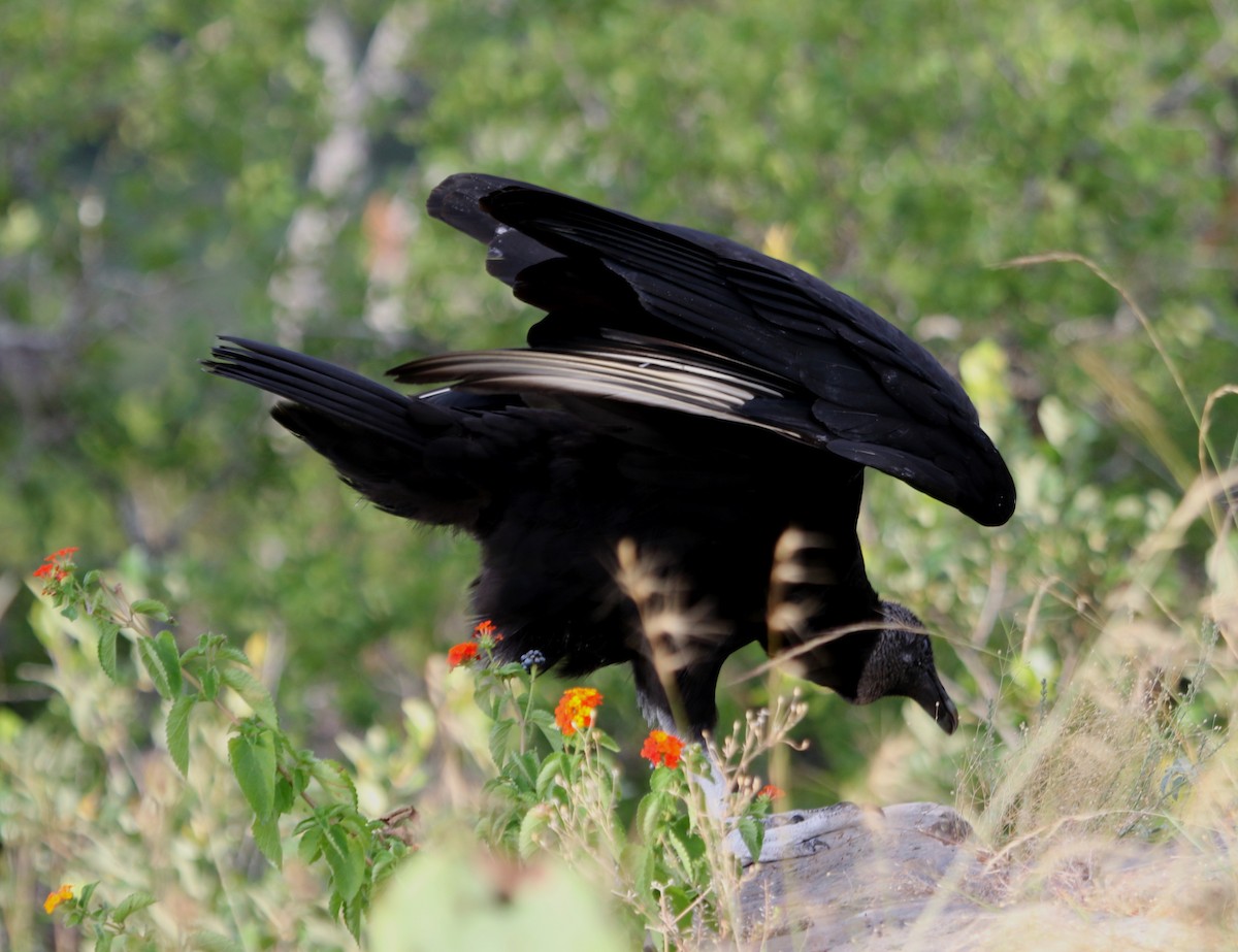 Black Vulture - ML620620854