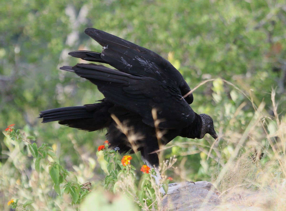 Black Vulture - ML620620856