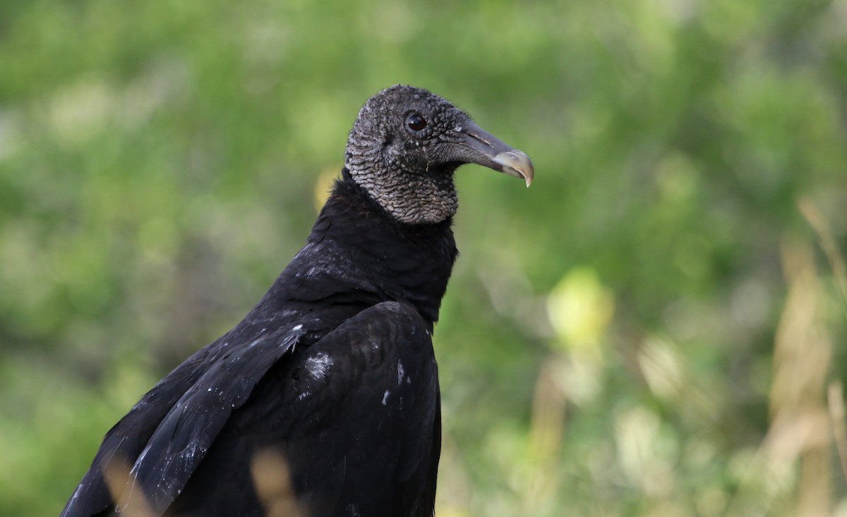 Black Vulture - ML620620857