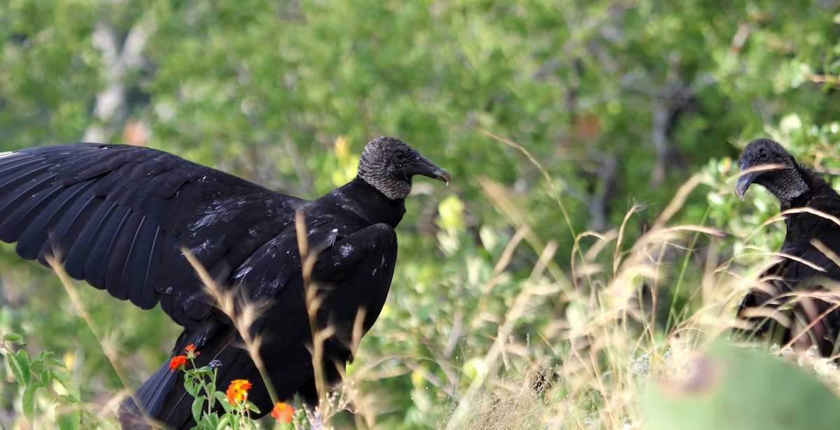 Black Vulture - ML620620860