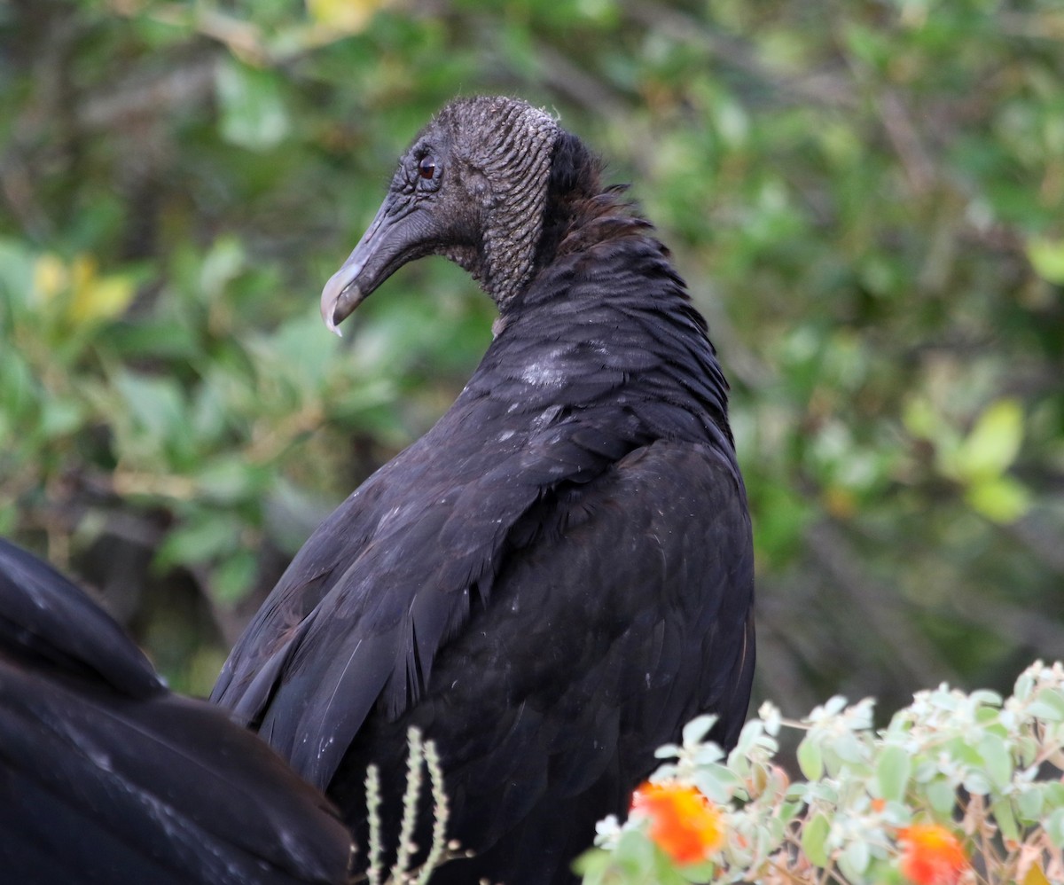 Black Vulture - ML620620863