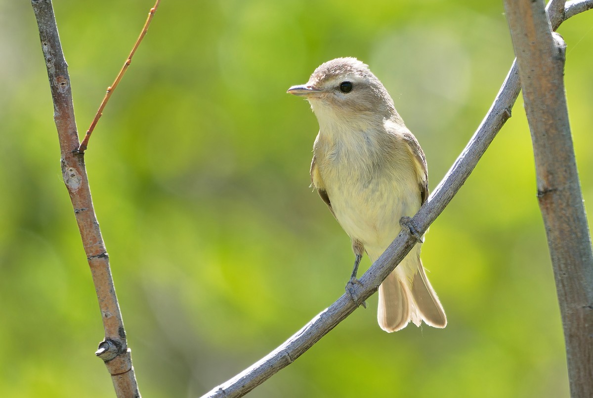 Warbling Vireo (Western) - ML620620867