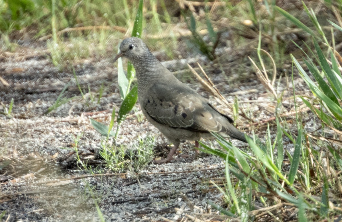 holoubek vrabčí - ML620620870