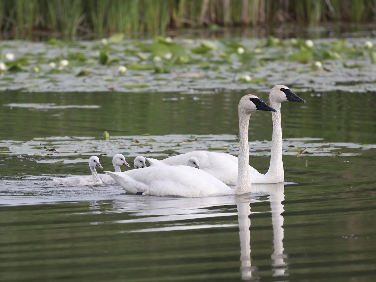 Trumpeter Swan - ML620620871