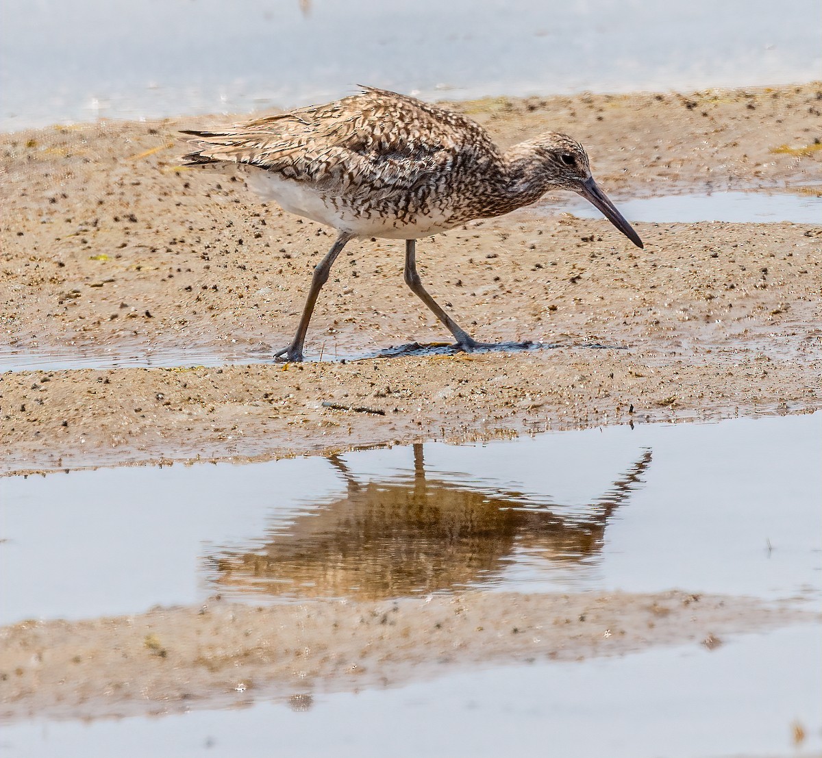 Willet - ML620620873