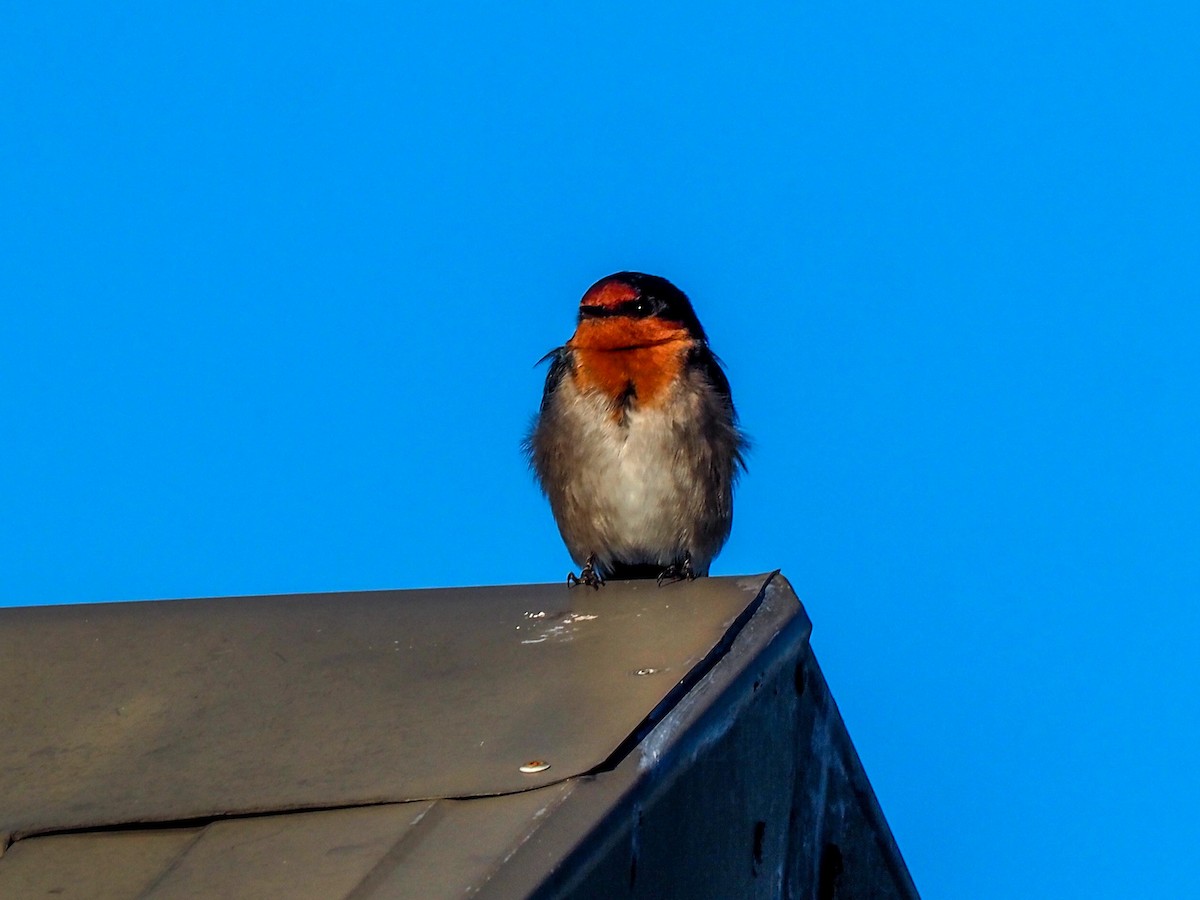 Golondrina Australiana - ML620620880