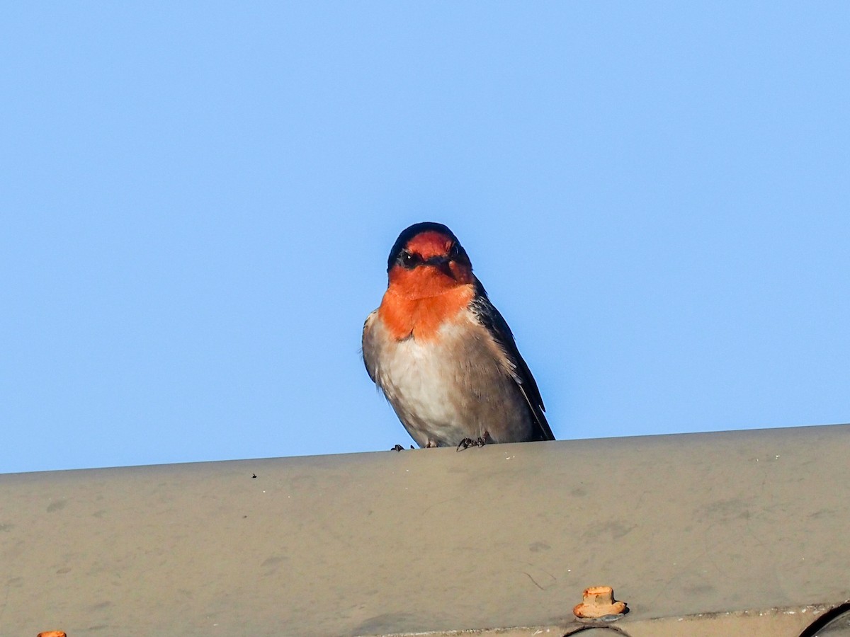 Welcome Swallow - ML620620881