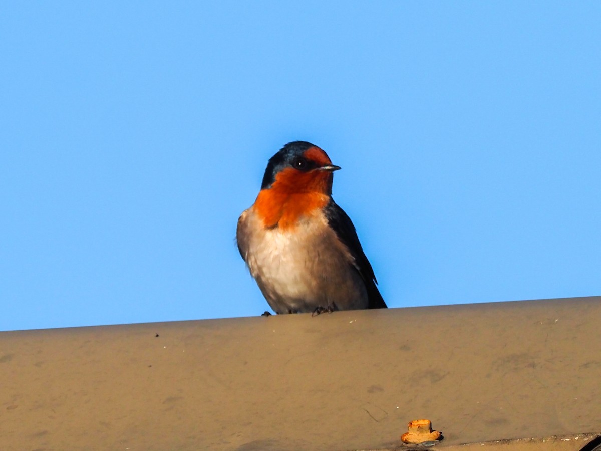 Golondrina Australiana - ML620620882