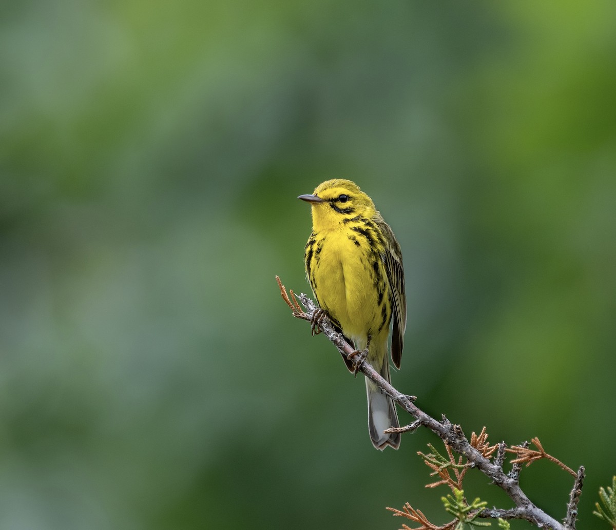 Prairie Warbler - ML620620889