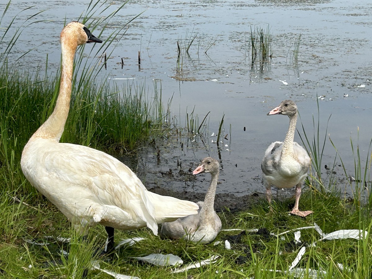 Trumpeter Swan - ML620620892