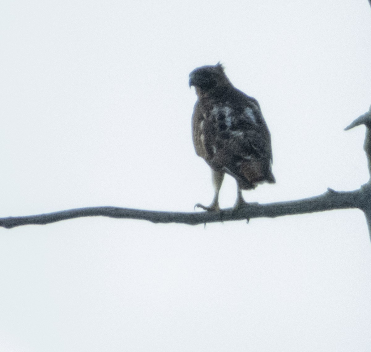 Red-tailed Hawk - ML620620896