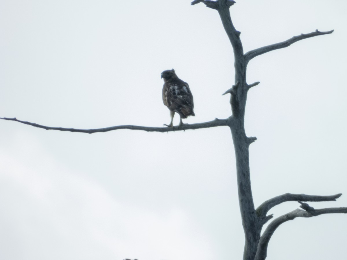 Red-tailed Hawk - ML620620897