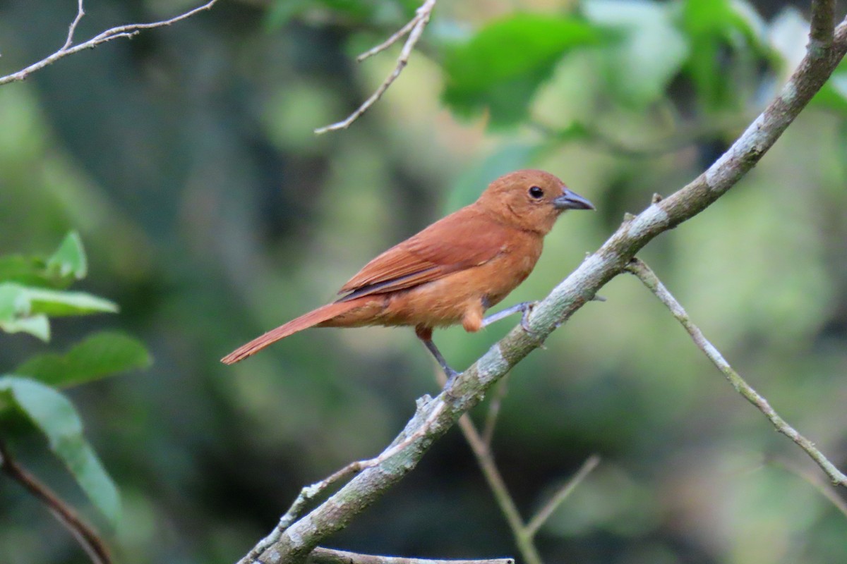 White-lined Tanager - Thore Noernberg