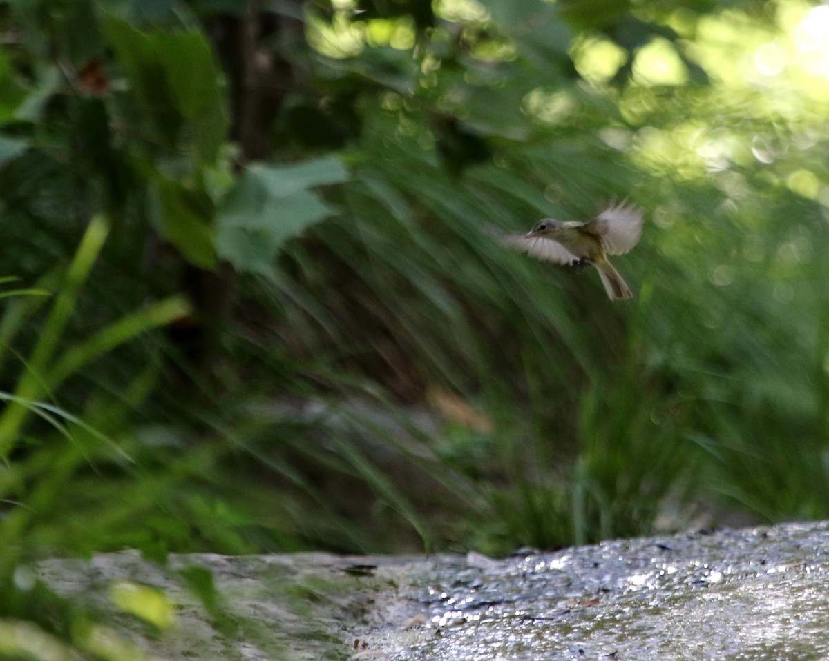 Bell's Vireo - ML620620910