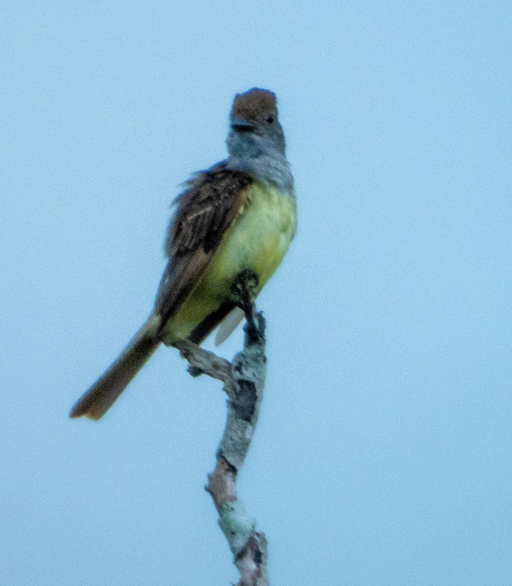 Great Crested Flycatcher - ML620620913