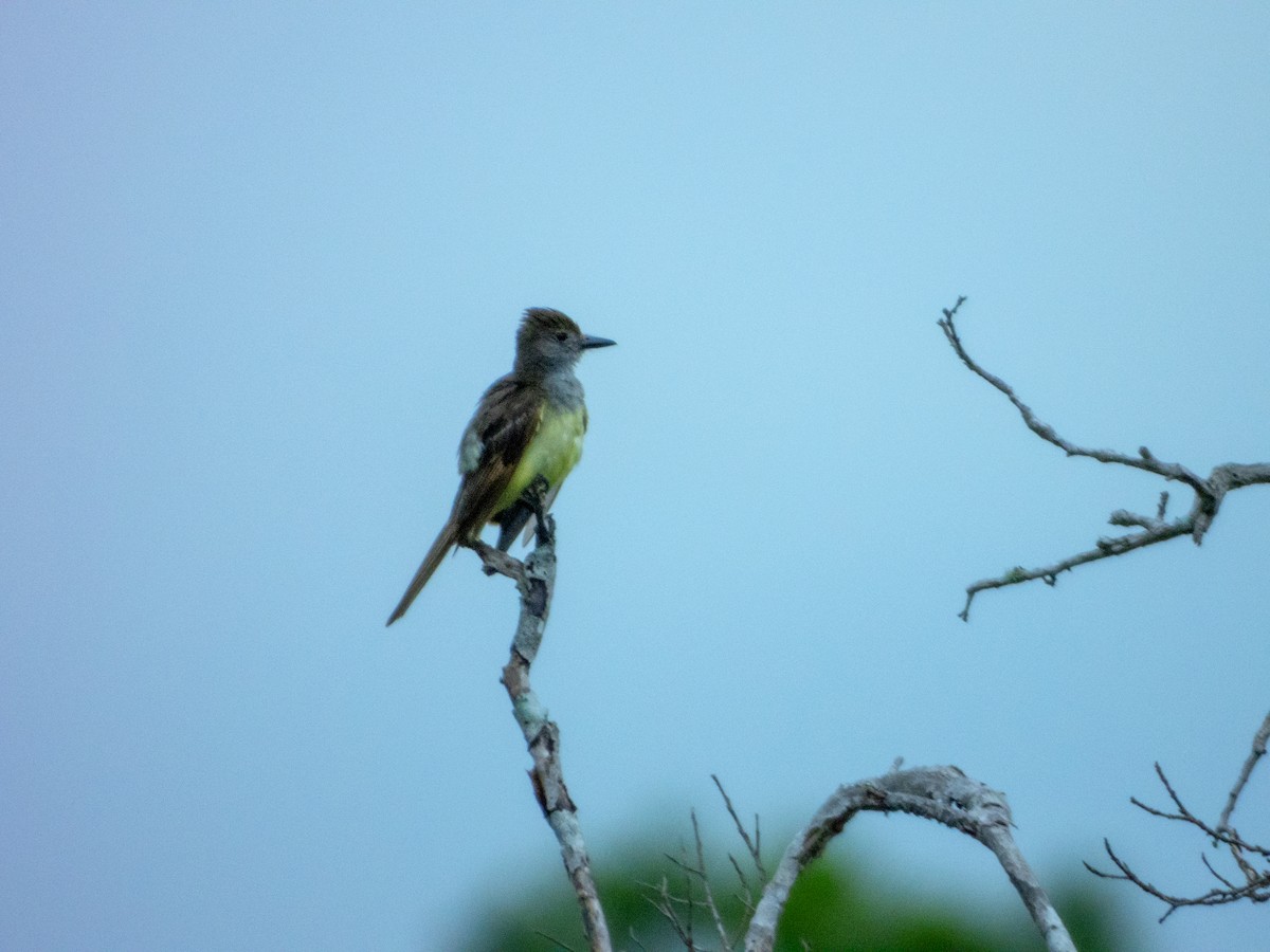 Great Crested Flycatcher - ML620620915