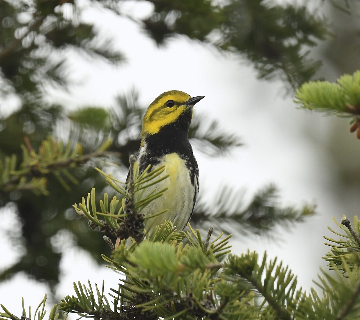 Black-throated Green Warbler - Denise  McIsaac