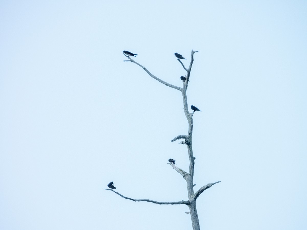 Purple Martin - ML620620923