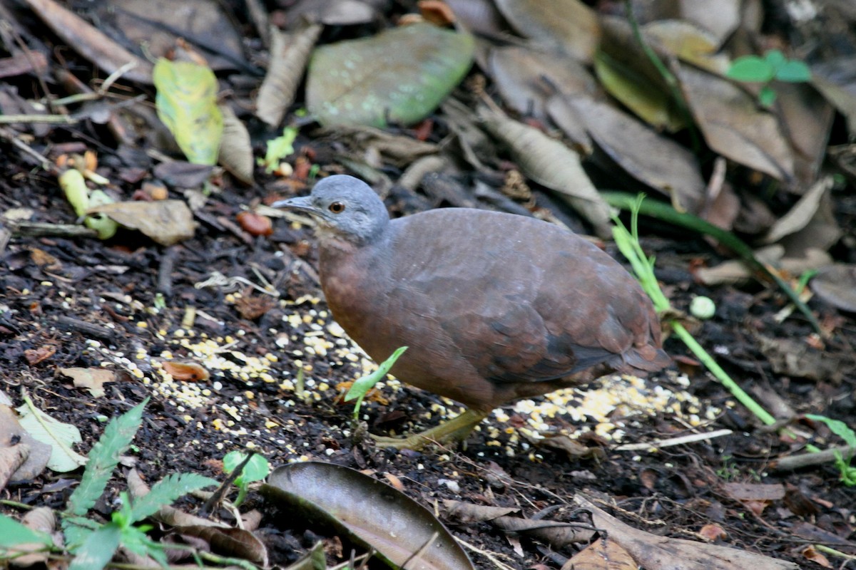 Little Tinamou - ML620620928