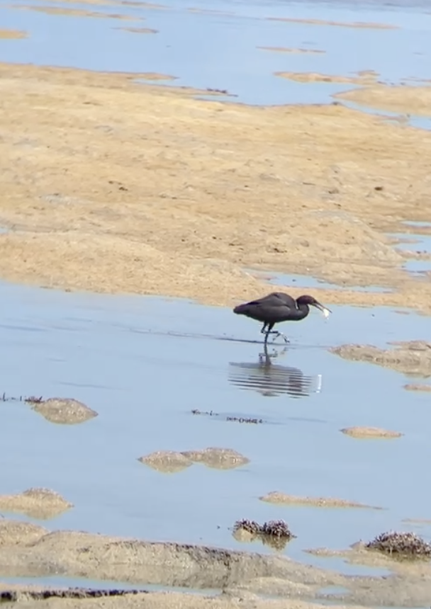 Pacific Reef-Heron - ML620620931