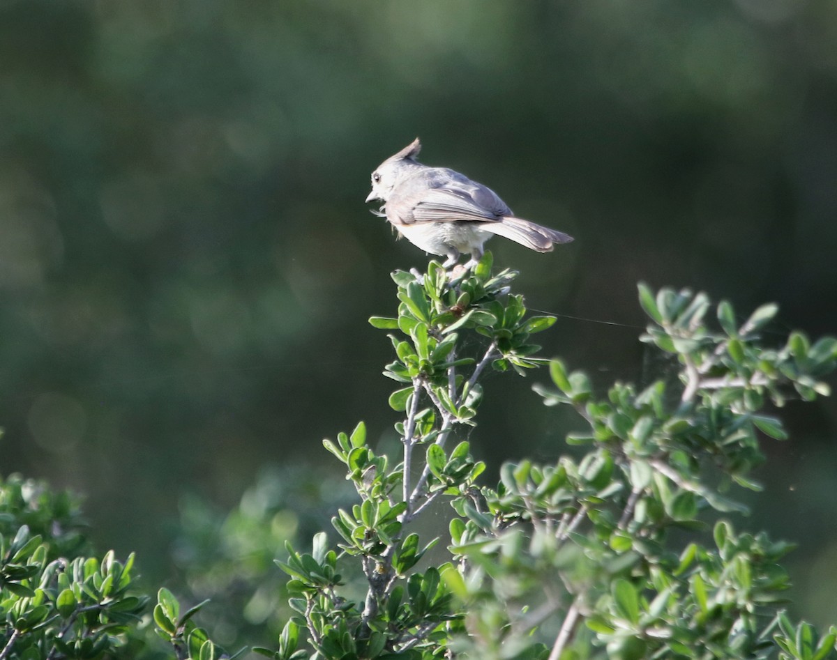 Black-crested Titmouse - ML620620934