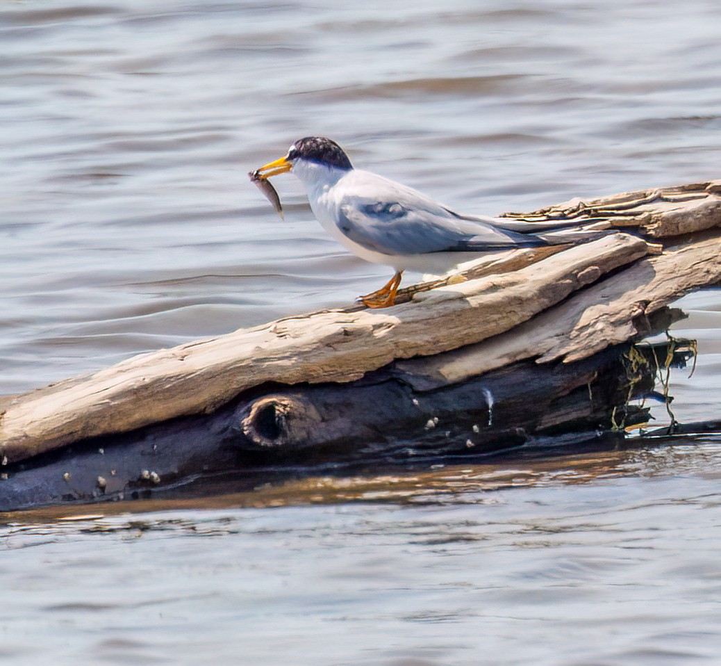 Least Tern - ML620620936