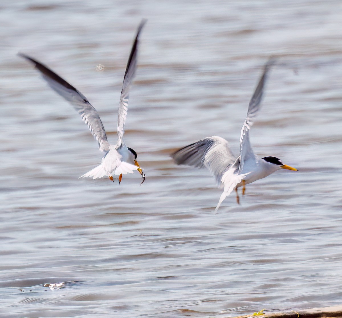 Least Tern - ML620620937