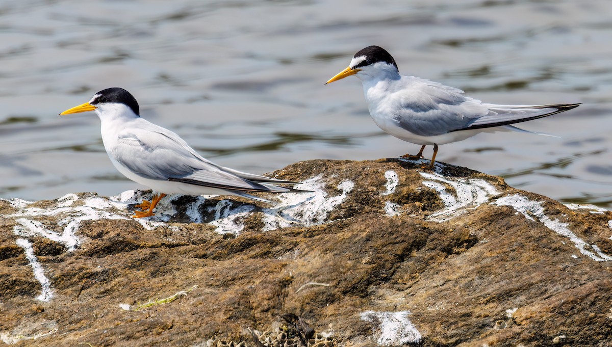 Least Tern - ML620620938