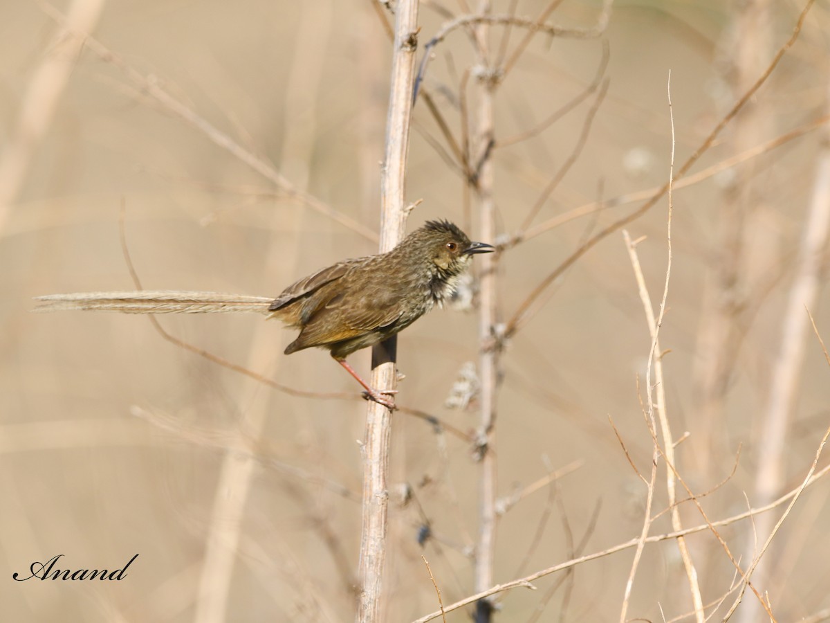 Prinia crinigère - ML620620941