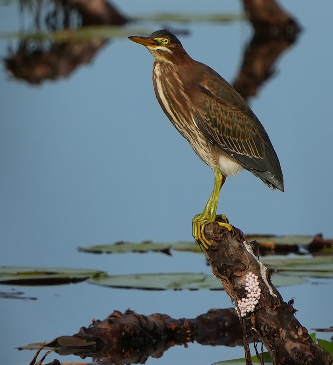 Green Heron - ML620620943