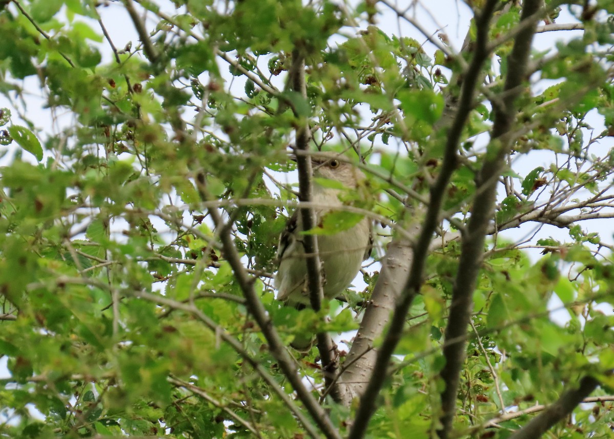 Northern Mockingbird - ML620620950