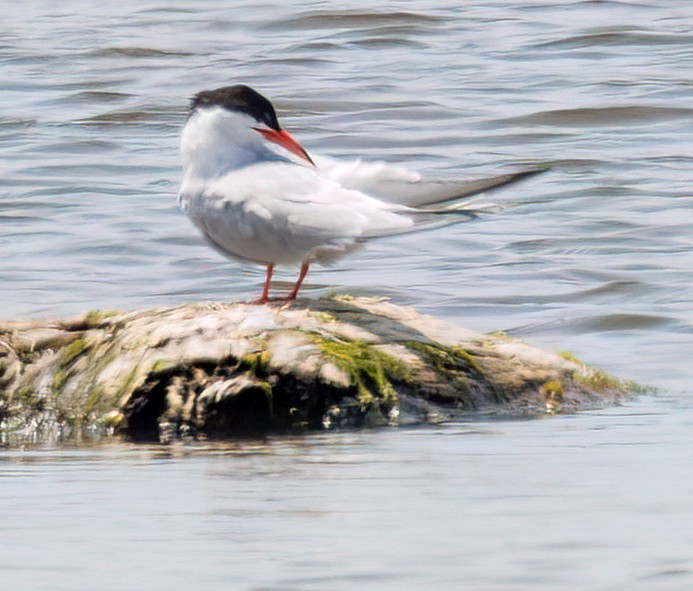 Common Tern - ML620620952