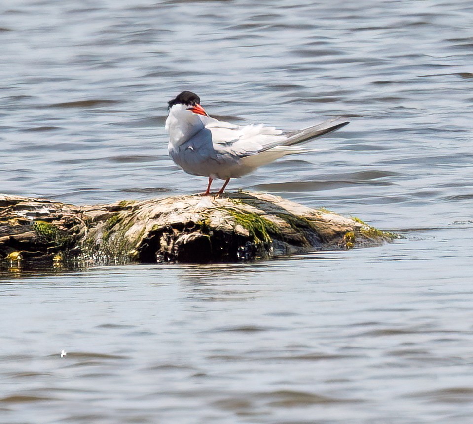 Common Tern - ML620620953